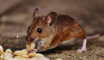 electromagnetic-and-ultrasonic-pest-repellents Experts in Kellys Korner